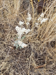 Eriogonum niveum