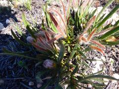 Protea denticulata