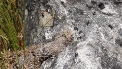Myrmicaria nigra