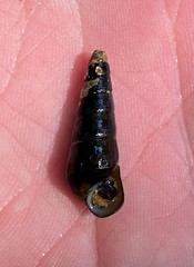 Pleurocera attenuata