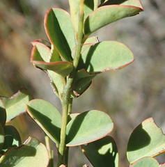 Indigofera langebergensis