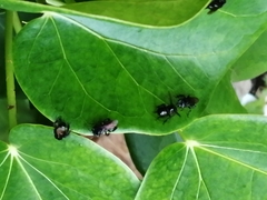 Frieseomelitta nigra