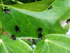 Frieseomelitta nigra