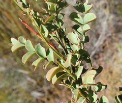 Indigofera langebergensis
