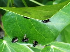 Frieseomelitta nigra