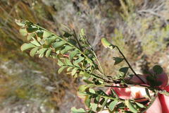Indigofera langebergensis