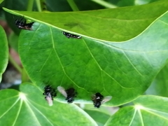 Frieseomelitta nigra