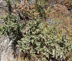 Indigofera langebergensis