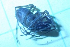 Oskoron spinosus