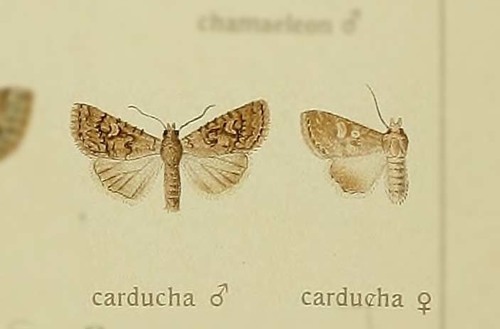 Bryomima carducha