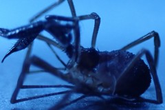 Oskoron spinosus