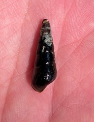 Pleurocera attenuata