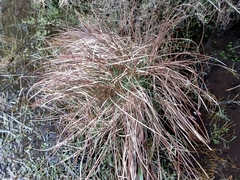 Carex tenuiculmis
