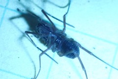 Oskoron spinosus