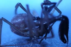 Oskoron spinosus