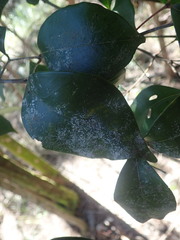 Calopadia subcoerulescens