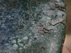 Calopadia subcoerulescens