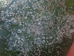 Calopadia subcoerulescens