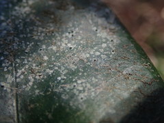 Calopadia subcoerulescens