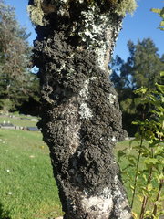 Leptogium coralloideum