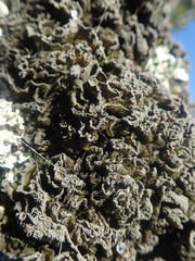 Leptogium coralloideum