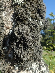 Leptogium coralloideum