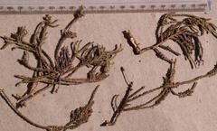 Thesium griseum