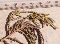 Thesium griseum