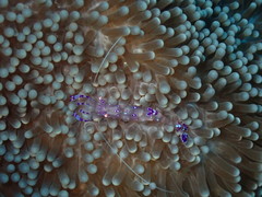 Ancylomenes sarasvati