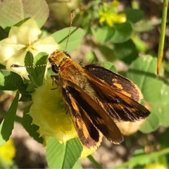 Taractrocera papyria agraulia