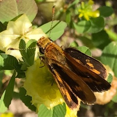 Taractrocera papyria agraulia