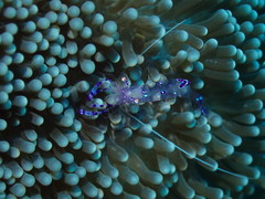 Ancylomenes sarasvati