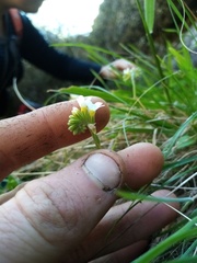 Myosotis lytteltonensis