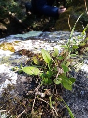 Myosotis lytteltonensis