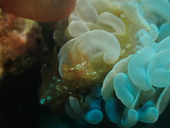 Achaeus japonicus