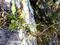 Myosotis lytteltonensis