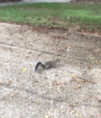 Sciurus carolinensis