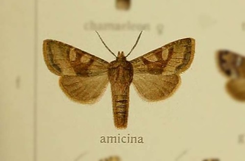 Euxenistis amicina