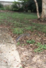 Sciurus carolinensis