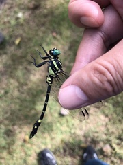 Melligomphus viridicostus