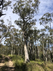 Corymbia maculata