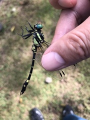 Melligomphus viridicostus