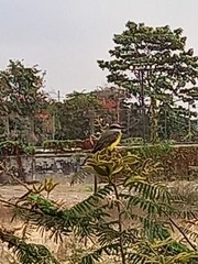 Tyrannus melancholicus