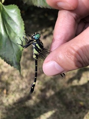 Melligomphus viridicostus