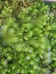 Solenostoma gracillimum