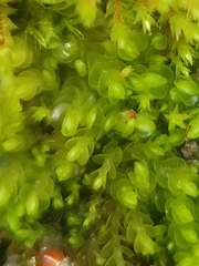 Solenostoma gracillimum