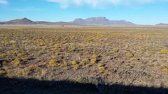 Lasiosiphon polycephalus