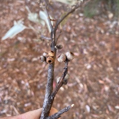 Eucalyptus globoidea