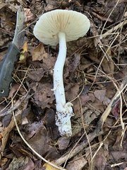 Amanita murrilliana