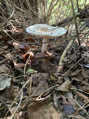Amanita murrilliana